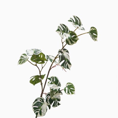 High-Quality Realistic Monstera Leaf Stem