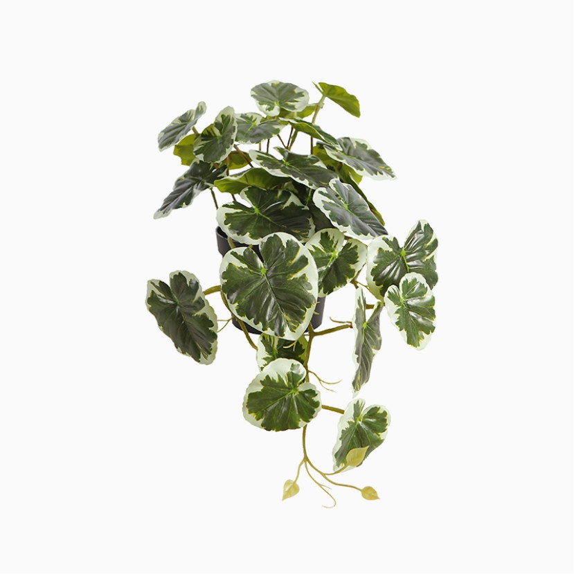 Simulation Taro Potted Plant Indoor Decoration Bonsai
