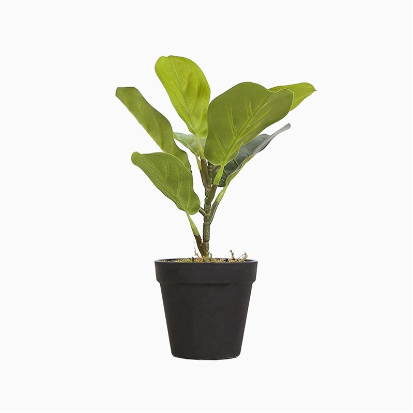 32cm Fiddle Leaf Fig Desktop Bonsai