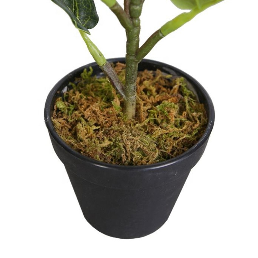 32cm Fiddle Leaf Fig Desktop Bonsai