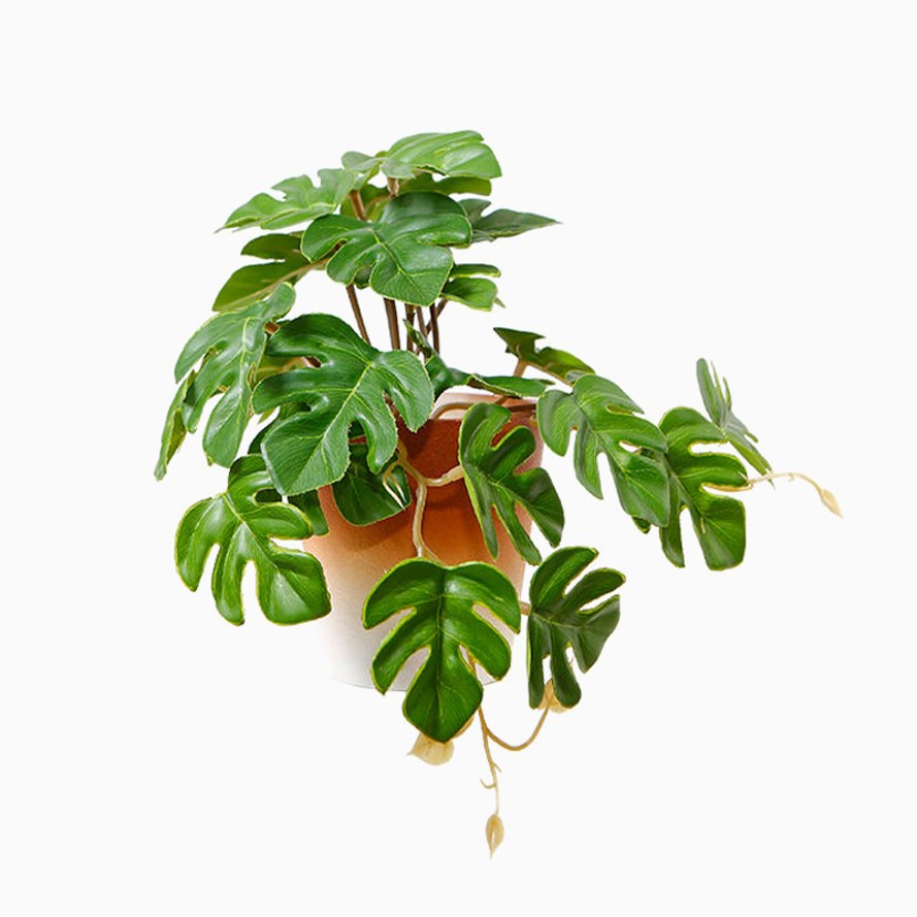 19 cm High-Fidelity Monstera Bonsai