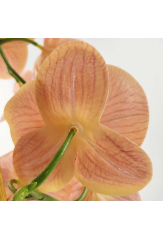 Nordic Style Artificial Phalaenopsis Bonsai Set