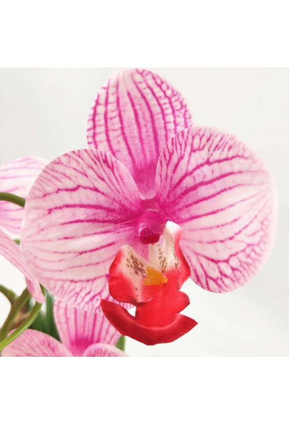 Simulated Phalaenopsis Mini Potted Plant