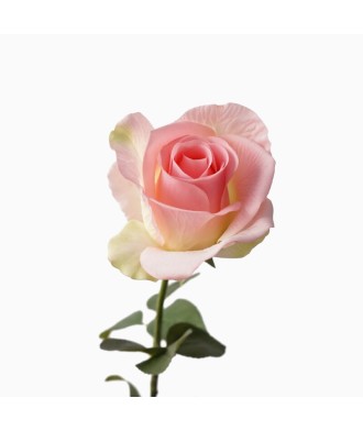 65cm Realistic Diana Rose Desktop Decoration
