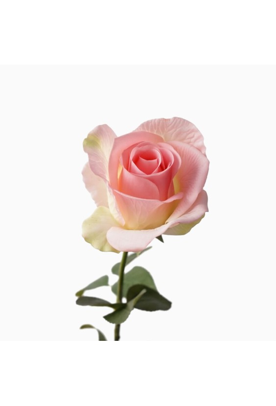 65cm Realistic Diana Rose Desktop Decoration