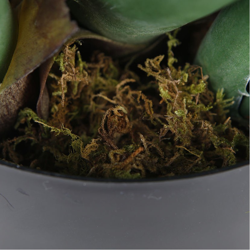 Simulated Aloe Vera Potted Plant Desktop Decorative Greenery
